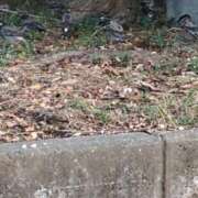 ヒメ日記 2026/03/28 06:59 投稿 ともえ 鶯谷おかあさん