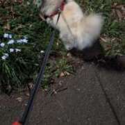 ヒメ日記 2026/03/28 19:29 投稿 ともえ 鶯谷おかあさん