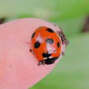 ヒメ日記 2026/03/31 07:35 投稿 ともえ 鶯谷おかあさん