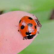 ヒメ日記 2026/03/31 07:49 投稿 ともえ 鶯谷おかあさん