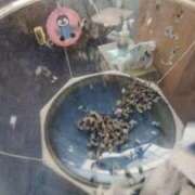 ヒメ日記 2026/04/02 20:33 投稿 ともえ 鶯谷おかあさん