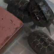 ヒメ日記 2026/04/04 05:59 投稿 ともえ 鶯谷おかあさん