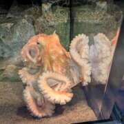 ヒメ日記 2026/04/05 06:14 投稿 ともえ 鶯谷おかあさん