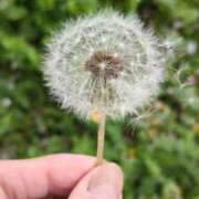 ヒメ日記 2026/04/08 07:09 投稿 ともえ 鶯谷おかあさん