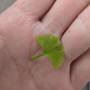 ヒメ日記 2026/04/10 07:05 投稿 ともえ 鶯谷おかあさん