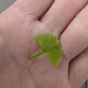 ヒメ日記 2026/04/10 07:12 投稿 ともえ 鶯谷おかあさん