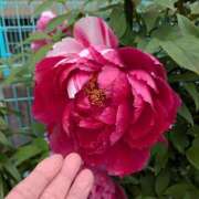 ヒメ日記 2026/04/17 06:00 投稿 ともえ 鶯谷おかあさん