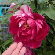 ヒメ日記 2026/04/17 06:19 投稿 ともえ 鶯谷おかあさん