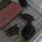 ヒメ日記 2026/04/19 06:49 投稿 ともえ 鶯谷おかあさん