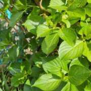 ヒメ日記 2026/04/20 06:39 投稿 ともえ 鶯谷おかあさん