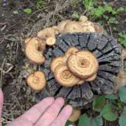 ヒメ日記 2026/04/21 07:24 投稿 ともえ 鶯谷おかあさん