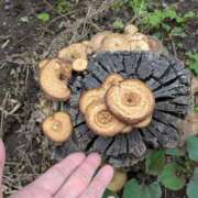 ヒメ日記 2026/04/21 07:29 投稿 ともえ 鶯谷おかあさん