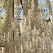 ヒメ日記 2026/04/28 20:50 投稿 ともえ 鶯谷おかあさん