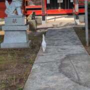 ヒメ日記 2026/04/29 07:22 投稿 ともえ 鶯谷おかあさん