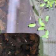 ヒメ日記 2026/06/14 05:49 投稿 ともえ 鶯谷おかあさん