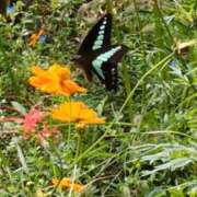ヒメ日記 2026/09/25 10:24 投稿 ともえ 鶯谷おかあさん