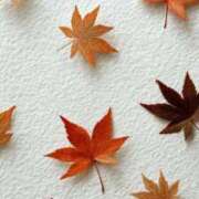 ヒメ日記 2025/11/20 15:02 投稿 藤真 人妻エステ