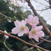 ヒメ日記 2026/03/31 11:01 投稿 藤真 人妻エステ