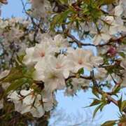 ヒメ日記 2026/04/03 18:09 投稿 藤真 人妻エステ