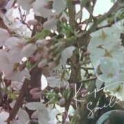 ヒメ日記 2025/03/29 16:04 投稿 兼綱凛子 五十路マダムエクスプレス神戸店(カサブランカグループ)