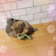 ヒメ日記 2025/04/25 11:26 投稿 兼綱凛子 五十路マダムエクスプレス神戸店(カサブランカグループ)