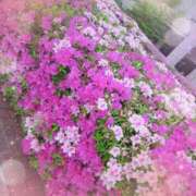 ヒメ日記 2025/04/27 11:16 投稿 兼綱凛子 五十路マダムエクスプレス神戸店(カサブランカグループ)