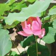 ヒメ日記 2025/08/01 10:20 投稿 兼綱凛子 五十路マダムエクスプレス神戸店(カサブランカグループ)