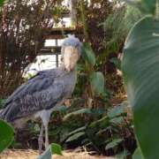 ヒメ日記 2025/12/18 11:36 投稿 兼綱凛子 五十路マダムエクスプレス神戸店(カサブランカグループ)