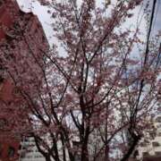 ヒメ日記 2026/03/14 10:16 投稿 兼綱凛子 五十路マダムエクスプレス神戸店(カサブランカグループ)