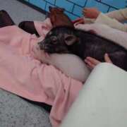 ヒメ日記 2026/03/18 11:14 投稿 兼綱凛子 五十路マダムエクスプレス神戸店(カサブランカグループ)