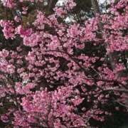 ヒメ日記 2026/04/03 11:34 投稿 兼綱凛子 五十路マダムエクスプレス神戸店(カサブランカグループ)