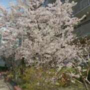 ヒメ日記 2025/03/31 20:14 投稿 古田 笑 五十路マダムエクスプレス神戸店(カサブランカグループ)