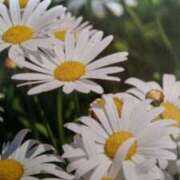 ヒメ日記 2025/04/06 23:42 投稿 古田 笑 五十路マダムエクスプレス神戸店(カサブランカグループ)