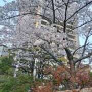 ヒメ日記 2025/04/09 19:48 投稿 古田 笑 五十路マダムエクスプレス神戸店(カサブランカグループ)