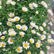 ヒメ日記 2025/04/13 16:50 投稿 古田 笑 五十路マダムエクスプレス神戸店(カサブランカグループ)