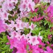 ヒメ日記 2025/04/25 21:38 投稿 古田 笑 五十路マダムエクスプレス神戸店(カサブランカグループ)