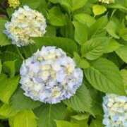 ヒメ日記 2025/05/23 19:14 投稿 古田 笑 五十路マダムエクスプレス神戸店(カサブランカグループ)