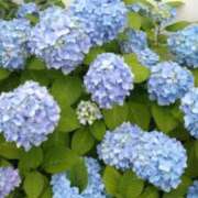 ヒメ日記 2025/06/02 17:38 投稿 古田 笑 五十路マダムエクスプレス神戸店(カサブランカグループ)