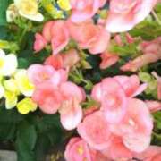 ヒメ日記 2025/06/05 18:32 投稿 古田 笑 五十路マダムエクスプレス神戸店(カサブランカグループ)