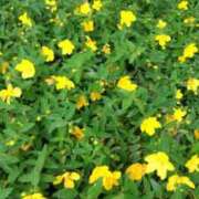 ヒメ日記 2025/06/07 11:12 投稿 古田 笑 五十路マダムエクスプレス神戸店(カサブランカグループ)