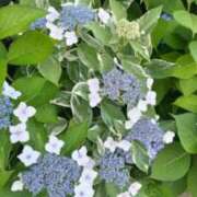 ヒメ日記 2025/06/13 21:34 投稿 古田 笑 五十路マダムエクスプレス神戸店(カサブランカグループ)