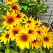 ヒメ日記 2025/06/17 23:12 投稿 古田 笑 五十路マダムエクスプレス神戸店(カサブランカグループ)