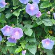 ヒメ日記 2025/06/24 11:58 投稿 古田 笑 五十路マダムエクスプレス神戸店(カサブランカグループ)