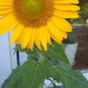 ヒメ日記 2025/07/03 19:32 投稿 古田 笑 五十路マダムエクスプレス神戸店(カサブランカグループ)