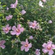 ヒメ日記 2025/07/09 20:50 投稿 古田 笑 五十路マダムエクスプレス神戸店(カサブランカグループ)