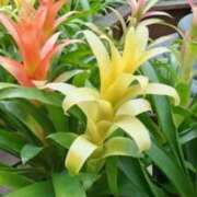 ヒメ日記 2025/07/12 21:48 投稿 古田 笑 五十路マダムエクスプレス神戸店(カサブランカグループ)