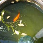 ヒメ日記 2025/07/19 19:20 投稿 古田 笑 五十路マダムエクスプレス神戸店(カサブランカグループ)