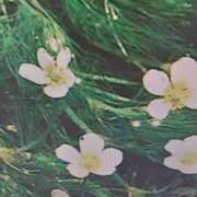 ヒメ日記 2025/07/30 18:36 投稿 古田 笑 五十路マダムエクスプレス神戸店(カサブランカグループ)