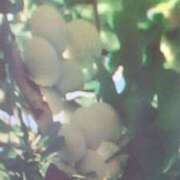 ヒメ日記 2025/08/07 21:40 投稿 古田 笑 五十路マダムエクスプレス神戸店(カサブランカグループ)