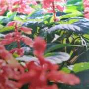 ヒメ日記 2025/08/10 15:16 投稿 古田 笑 五十路マダムエクスプレス神戸店(カサブランカグループ)